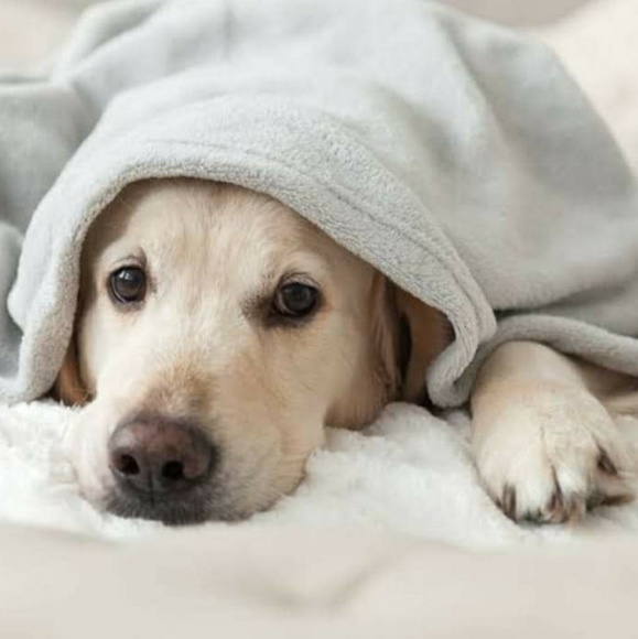 Meet your Posher, Nhung - Picture 1 of 1